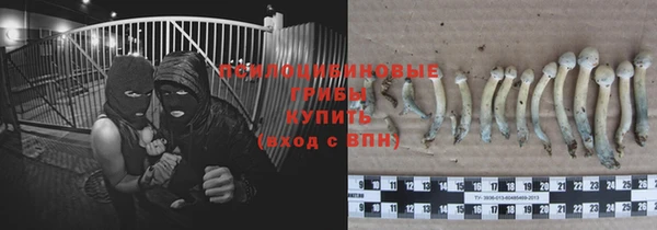 PSILOCYBIN Белокуриха